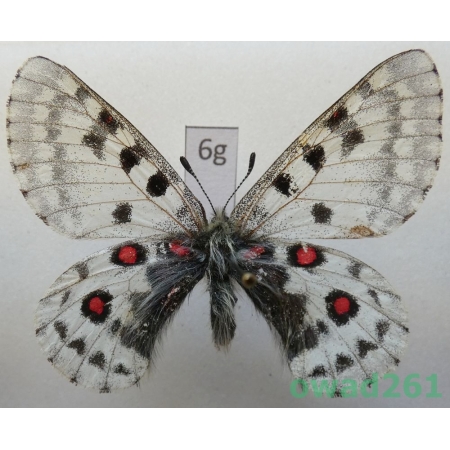 Parnassius epaphus subsp. beiki Bryk & Eisner, 1932 China6g